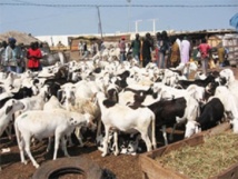 Louga: Le voleur et abatteur clandestin se fracture la jambe Louga: Le voleur et abatteur clandestin se fracture la jambe