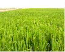 Le DG adjoint de la SAED pour la sécurisation du foncier dans le Nord Le DG adjoint de la SAED pour la sécurisation du foncier dans le Nord