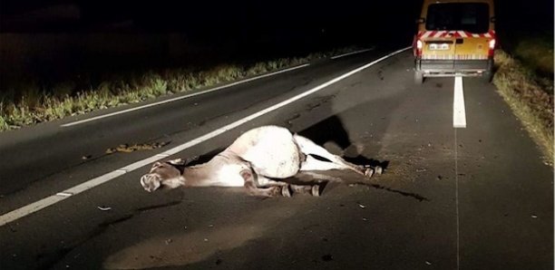 Accident de la route : La série se poursuit à nouveau à Tambacounda