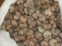 Noix de cajou : 95% de la production africaine sont exportés (DG ACA)