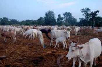 Vélingara : un éleveur porte plainte pour "empoisonnement" d’une partie de son bétail
