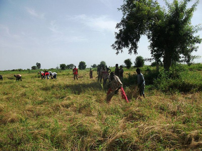ASSOCIATION SENEGALAISE POUR LA PROMOTION DU FONIO - ASPROF ASSOCIATION SENEGALAISE POUR LA PROMOTION DU FONIO - ASPROF