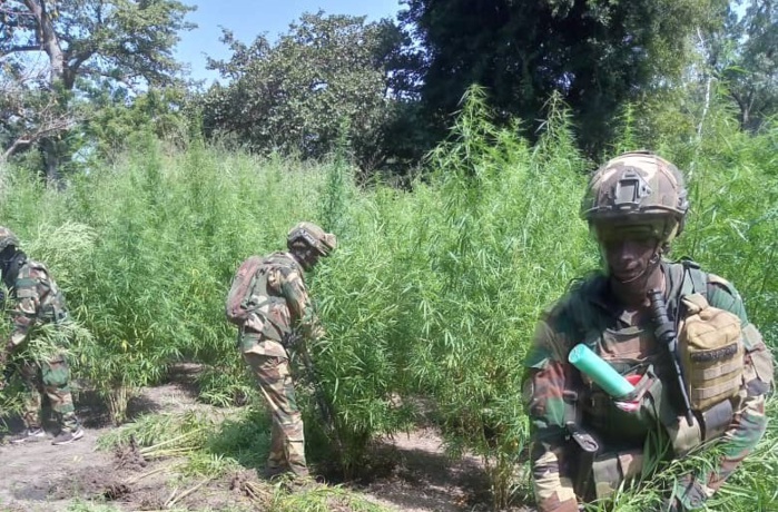 Bignona – Champs de chanvre indien détruits, des rebelles tués, 2 militaires blessés