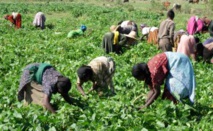 Les coopératives agricoles en conclave, lundi à Fatick