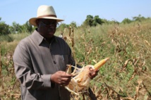 Macky Sall invite les jeunes à s’intéresser à l'agriculture