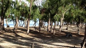 6 des 9 hectares de la bande de filaos de Ndiokhob déracinés : Le premier adjoint au maire de Kayar et ‘’son’’ promoteur immobilier arrêtés