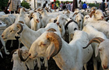 Kolda : le prix du mouton hors de portée des petites bourses Kolda : le prix du mouton hors de portée des petites bourses