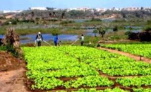 755 532 ménages s'adonnent à l'agriculture (recensement)