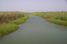 Anambé : des acteurs veulent l’application de la charte du domaine irrigué Anambé : des acteurs veulent l’application de la charte du domaine irrigué