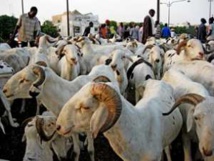 Tabaski : un excédent de 26.000 moutons à Dakar (service de l'élevage) Tabaski : un excédent de 26.000 moutons à Dakar (service de l'élevage)