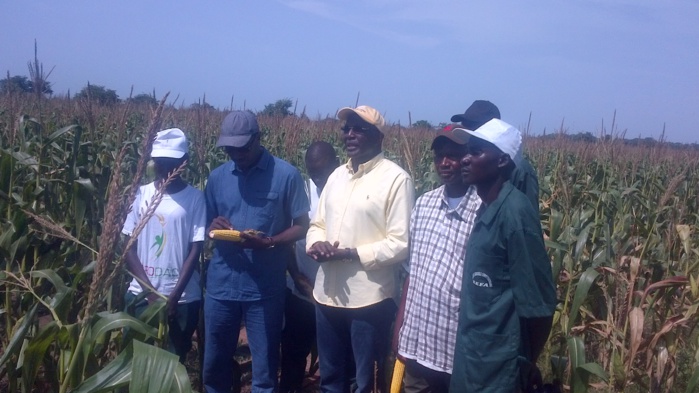 Séfa (région de Sedhiou), les douze mille tonnes de production de maïs ont Trouvé acquéreur