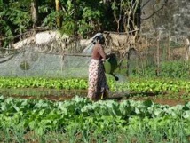 Plus  de 638.00  hectares  de terre accaparées au Sénégal