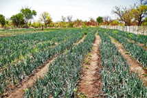 Dassilamé socé : la riziculture et le maraîchage révolutionnent l'agriculture Dassilamé socé : la riziculture et le maraîchage révolutionnent l'agriculture