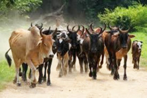 Tamkharit: des boeufs et du riz offerts aux mosquées Tamkharit: des boeufs et du riz offerts aux mosquées