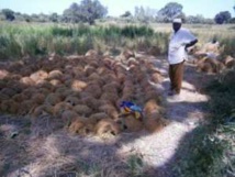 L’autosuffisance alimentaire, une réalité à Dianah Bah (Sédhiou) L’autosuffisance alimentaire, une réalité à Dianah Bah (Sédhiou)