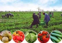 L’agriculture, le moteur de développement  selon le PM