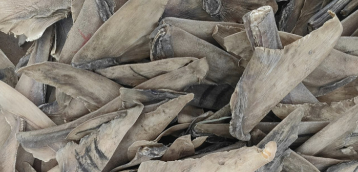 AIBD : 550 kg d’ailerons de raies séchés saisis par la douane AIBD : 550 kg d’ailerons de raies séchés saisis par la douane