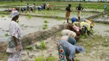 Bassin de l’Anambé: l'accès à la terre bloque la production des femmes agricultrices