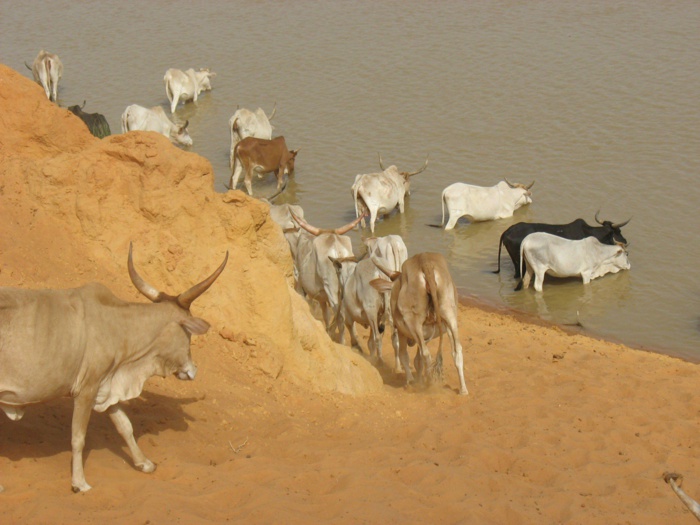 Tibou Diabaye, une voix du Fouta à l’assaut du monde musical.