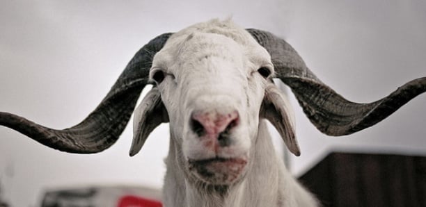 Tabaski 2023: qla commission dévoile la date Tabaski 2023: qla commission dévoile la date