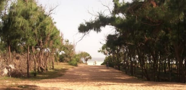 Bande de filaos : Le chef de l’Etat déclassifie 826 ha