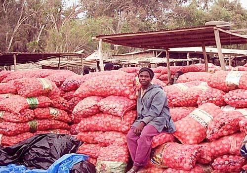 Oignon : l'ARM promet d'assurer une bonne campagne de commercialisation