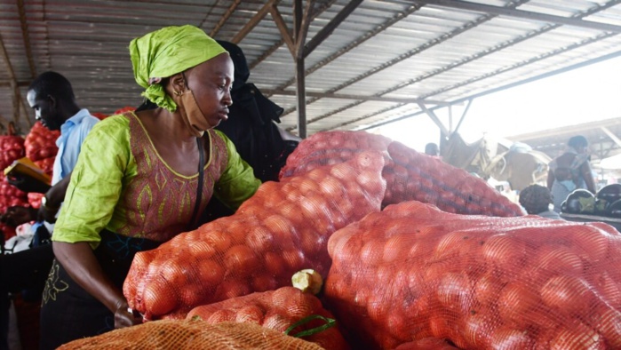 Préparatifs de la Tabaski : Les producteurs maraîchers rassurent sur l’approvisionnement du marché en oignons