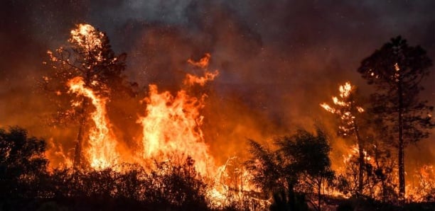 Algérie: au moins 34 morts dont 10 militaires dans de violents incendies (nouveau bilan)