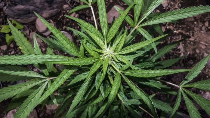Ziguinchor: Un vaste champ de drogue démantelé Ziguinchor: Un vaste champ de drogue démantelé