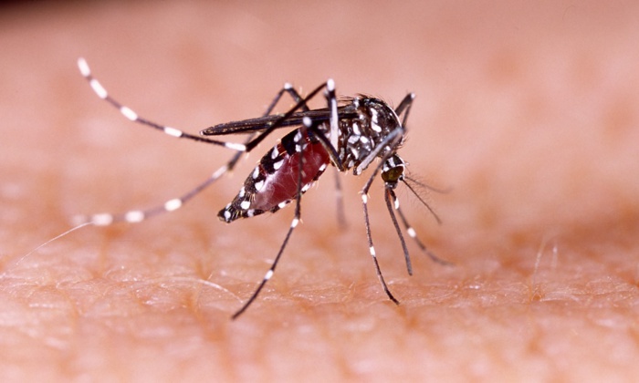 Fièvre Chikungunya : des mesures prises pour éviter la propagation du virus (officiel)