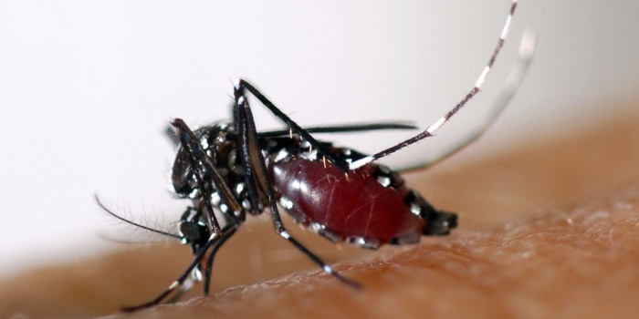 GAMOU 2023: Le service d'hygiène prévient sur les risques liés à la maladie du Chikungunya GAMOU 2023: Le service d'hygiène prévient sur les risques liés à la maladie du Chikungunya