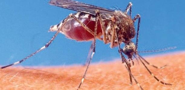Epidémie de Chikungunya : 1 mort et 42 cas recensés à Tambacounda