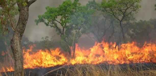 Feu de brousse à Podor : Un éleveur perd 160 têtes de moutons