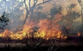 Un feu de brousse consume plus de 40 hectares de maïs dans la commune de Maka Yopp