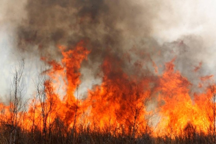 Kaolack : 851,86 ha ravagés par 42 feux de brousse entre 2022 et 2023 (IREF) Kaolack : 851,86 ha ravagés par 42 feux de brousse entre 2022 et 2023 (IREF)