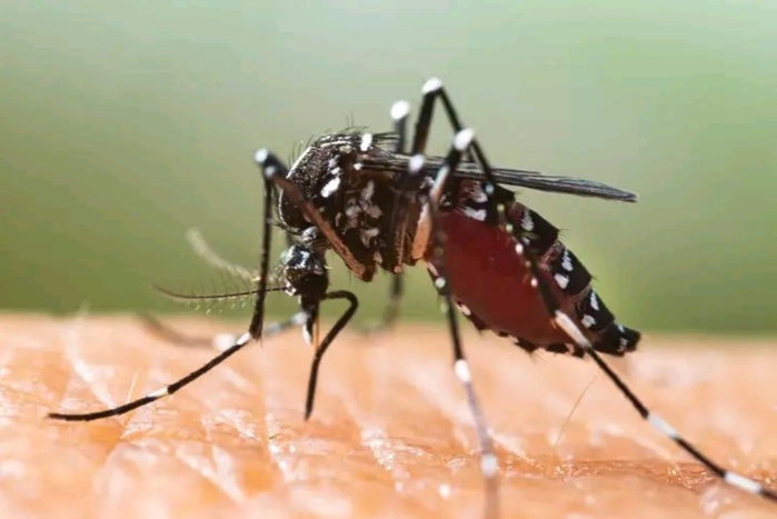 Sénégal: trois cas de Chikungunya et un cas de Zika détectés dans la région de Sédhiou Sénégal: trois cas de Chikungunya et un cas de Zika détectés dans la région de Sédhiou