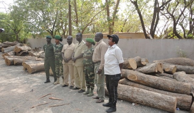 Kolda: le service des eaux et forêts saisit plus de 600 troncs d'arbre