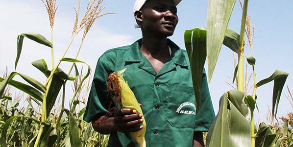 Exploitation des domaines agricoles communautaires : le PRODAC compte déployer 30 000 ha de terres et 120 000 emplois