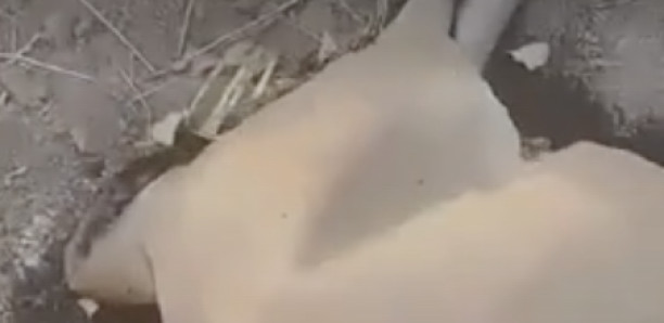 Khossanto : Quatre vaches et un singe retrouvés morts près des locaux d'une société minière