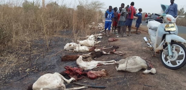 Ndoffane : Un bus percute et tue 70 moutons