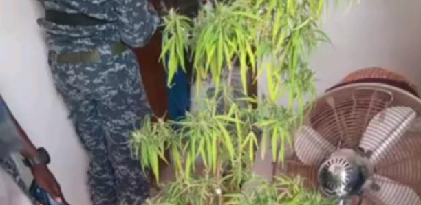 Kaolack-Dakar: 28 individus interpellés et de la drogue saisie par la gendarmerie