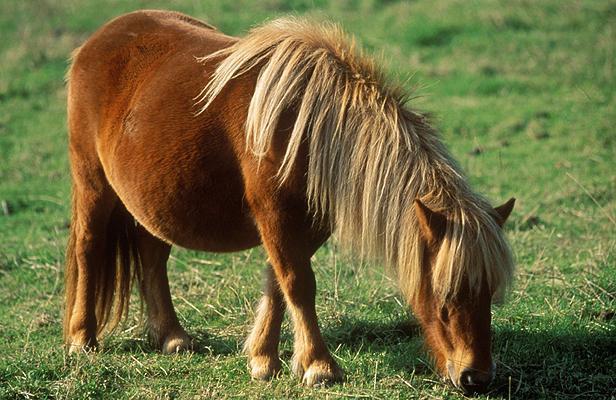 PARIS : Un homme de 74 ans pris en flagrant délit d’acte sexuel avec un poney