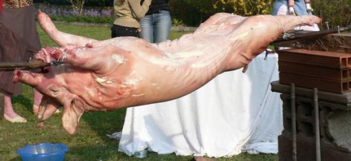 Deux jeunes arrêtés pour vol et abattage clandestin de porcs à Kolda