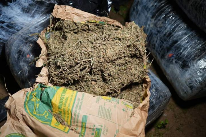 Keur Massar : une saisie de 500 kilogrammes de chanvre indien et des faux billets de banque d'une contre- valeur d'un milliard de francs CFA effectuée par la gendarmerie Keur Massar : une saisie de 500 kilogrammes de chanvre indien et des faux billets de banque d'une contre- valeur d'un milliard de francs CFA effectuée par la gendarmerie