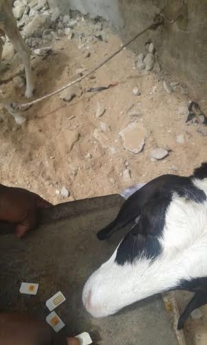 Boycott du réseau Orange : ce que les abonnés font de leur puce (IMAGES)