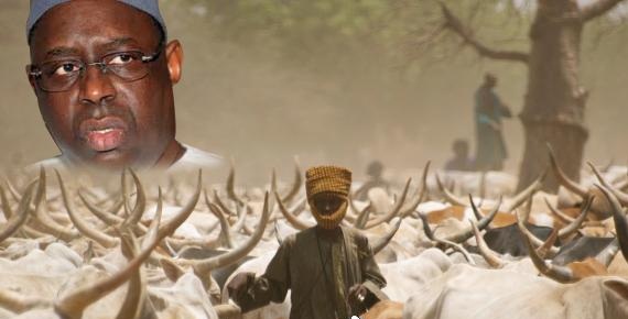 Macky Sall dégaine 10 millions FCFA pour mobiliser les éleveurs