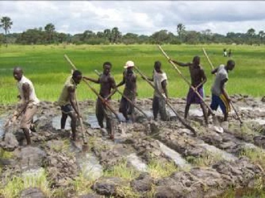 Casamance : 100 000 m2  à dépoluer des mines anti-personnelles