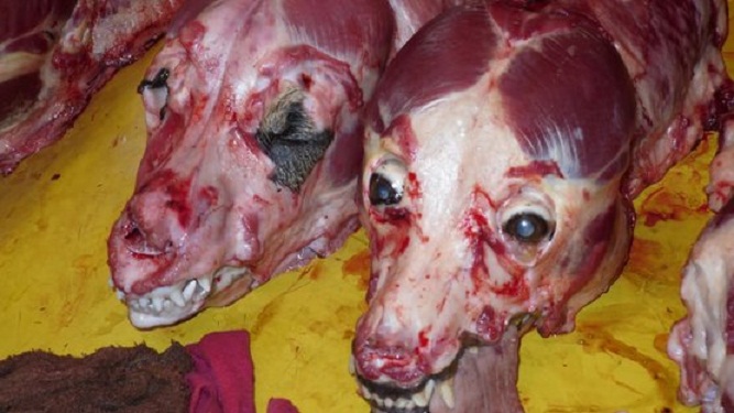 Un vaste réseau  de vente  de viande de chien démantelé à Ziguinchor