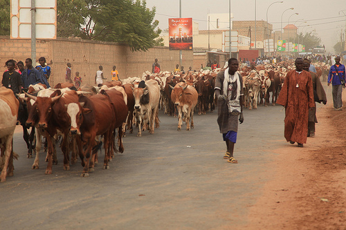 Touba : Cheikh Amar réceptionne 350 bœufs