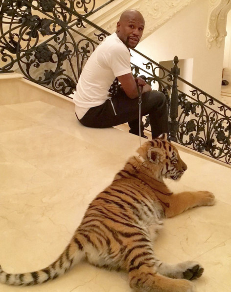 Un cadeau de Noël particulier pour Mayweather : Un tigre du Bengale "Une idée de nom pour cette tigresse de deux mois?", a demandé à ses fans Floyd Mayweather.